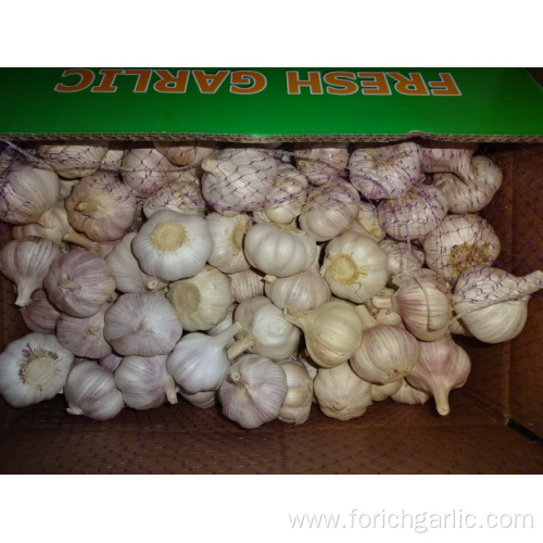 Fresh Regular White Garlic Price